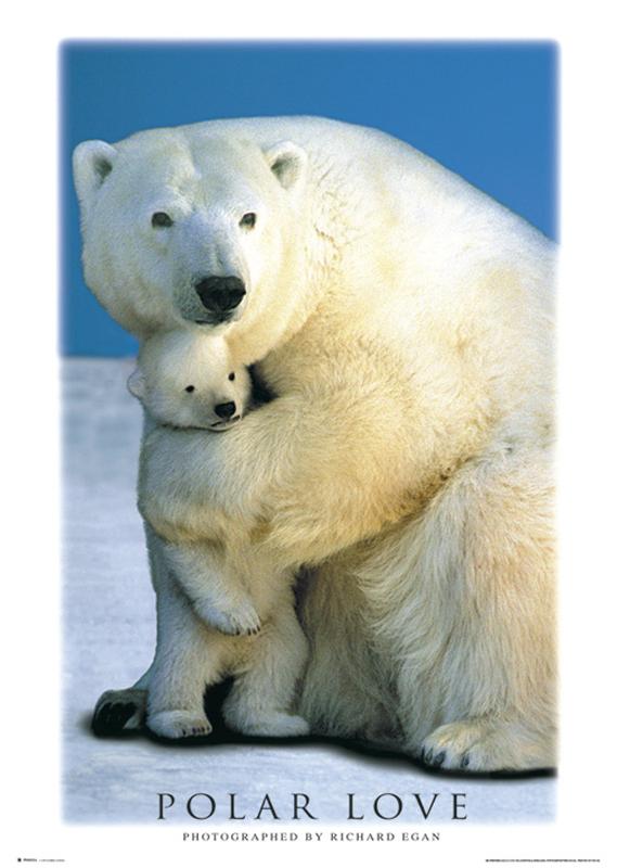 polar love